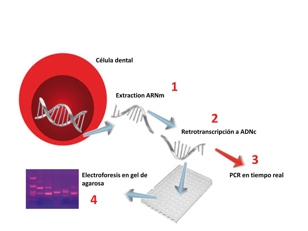 268_IDICiencia